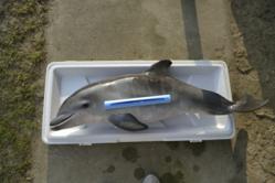Dead dolphin studied by the University of Southern Mississippi Department of Marine Science